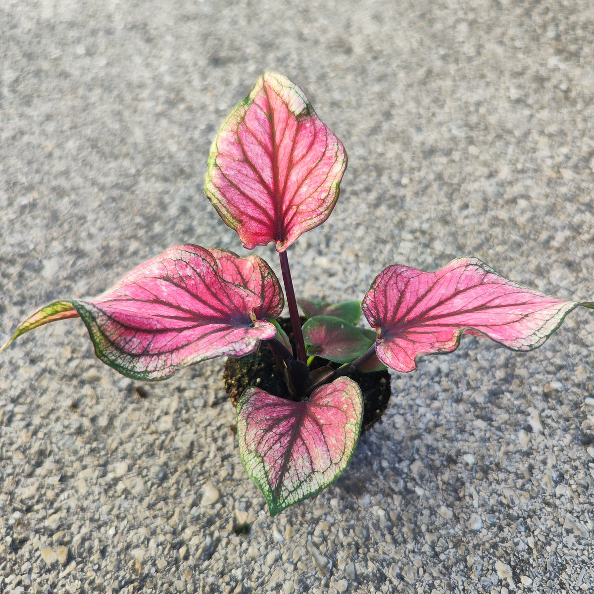 Caladium Lucia - monjungle