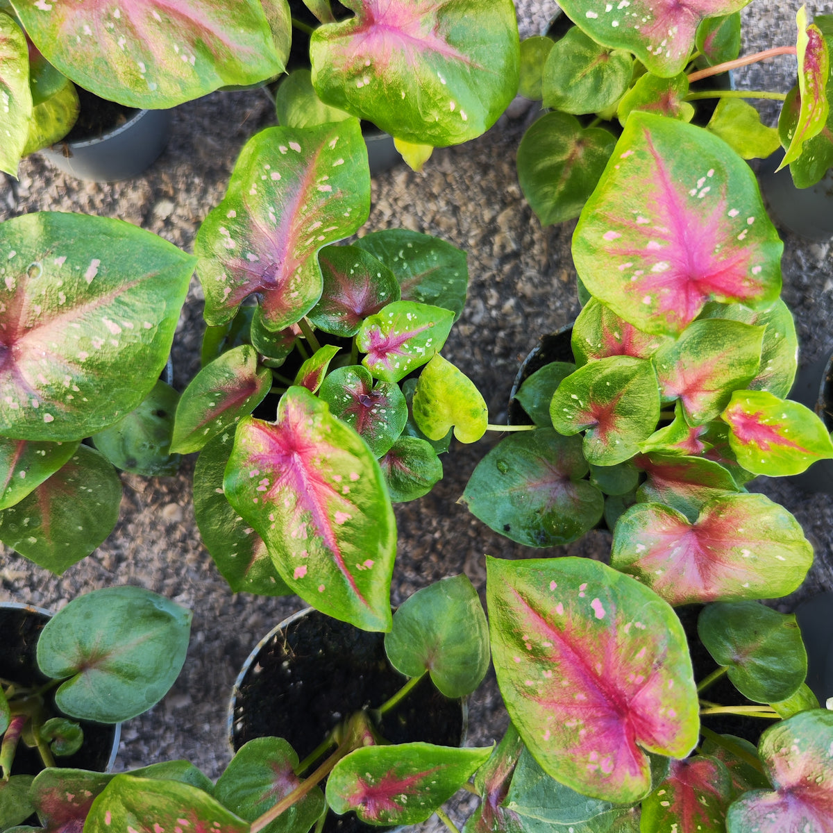 Caladium 'Casey' - monjungle