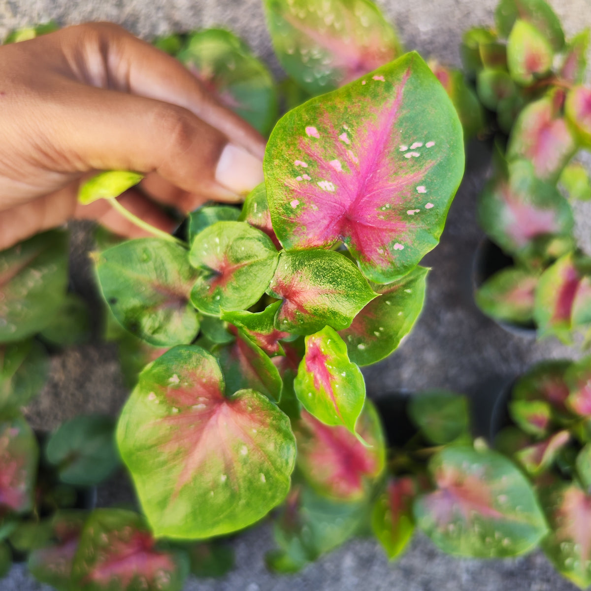 Caladium 'Casey' - monjungle