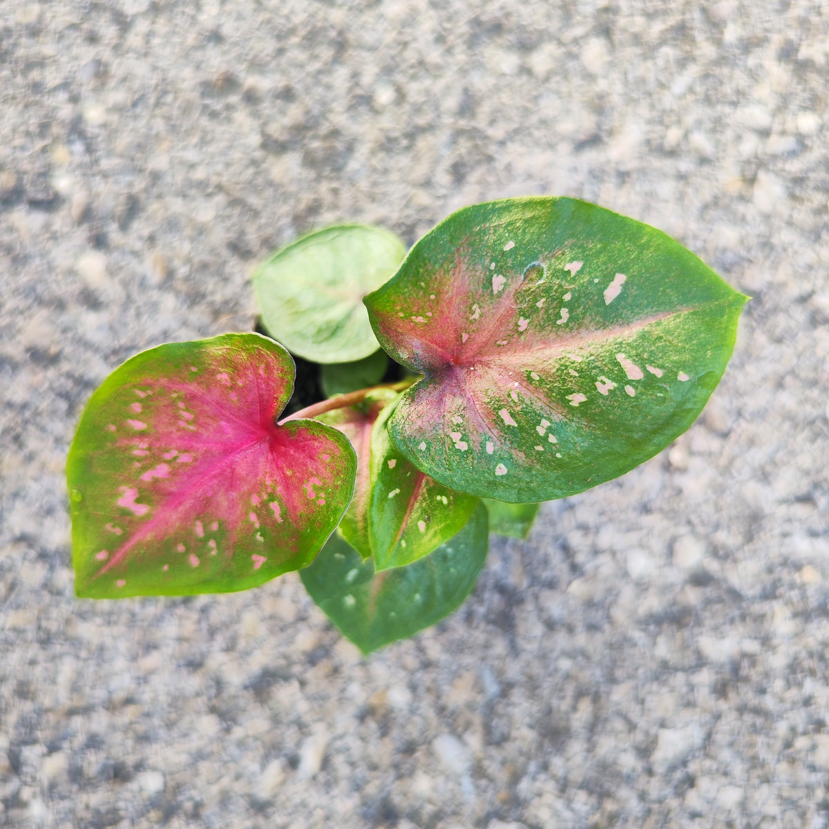 Caladium 'Casey' - monjungle