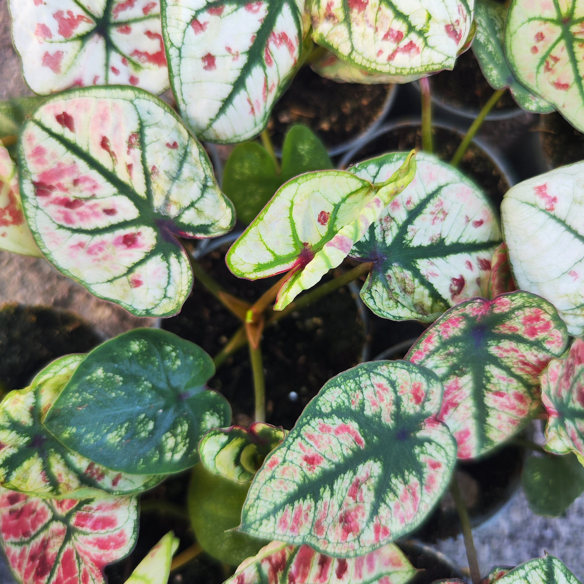 Caladium kelly - monjungle