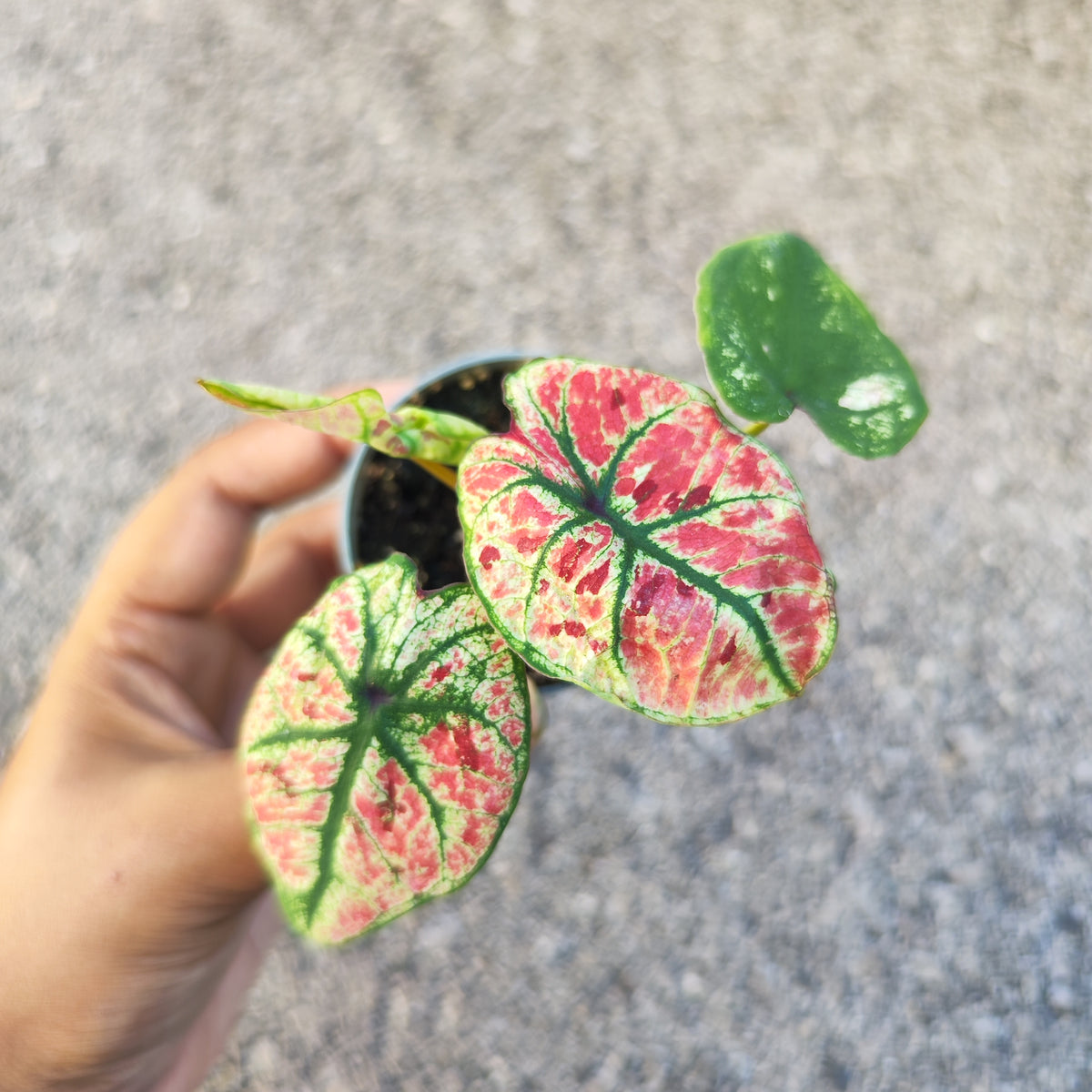 Caladium kelly - monjungle