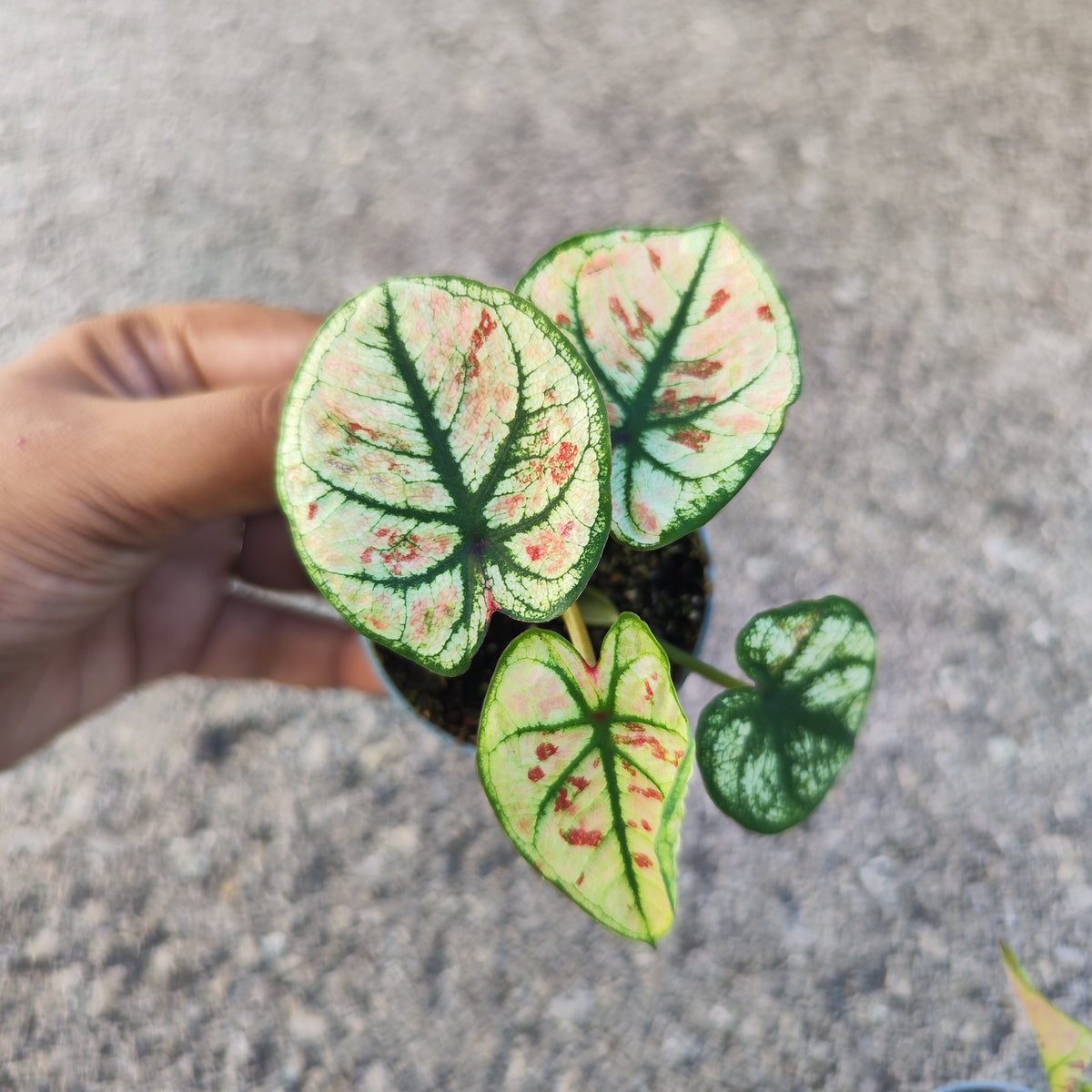 Caladium kelly - monjungle