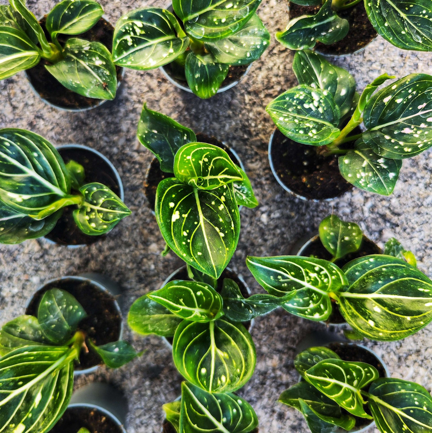 aglaonema toms pride Aglaonema Tom's Pride – Monjungle