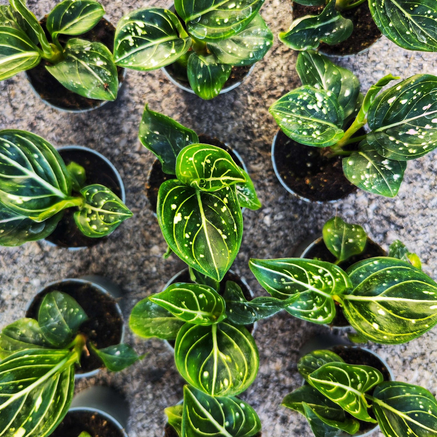 Aglaonema Tom's Pride – Élégance tropicale facile d'entretien - monjungle