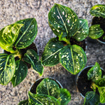 Aglaonema Tom's Pride – Élégance tropicale facile d'entretien - monjungle