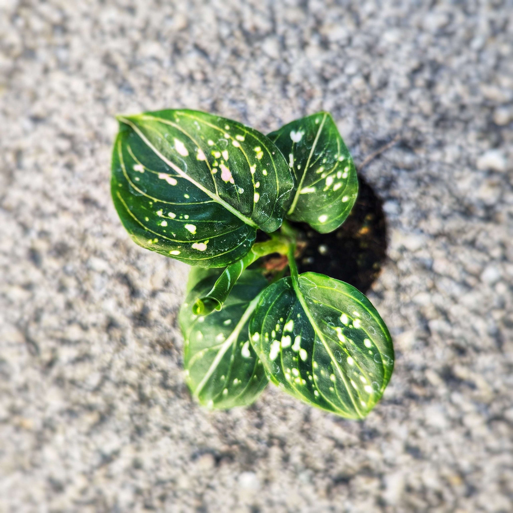 Aglaonema Tom's Pride – Élégance tropicale facile d'entretien - monjungle