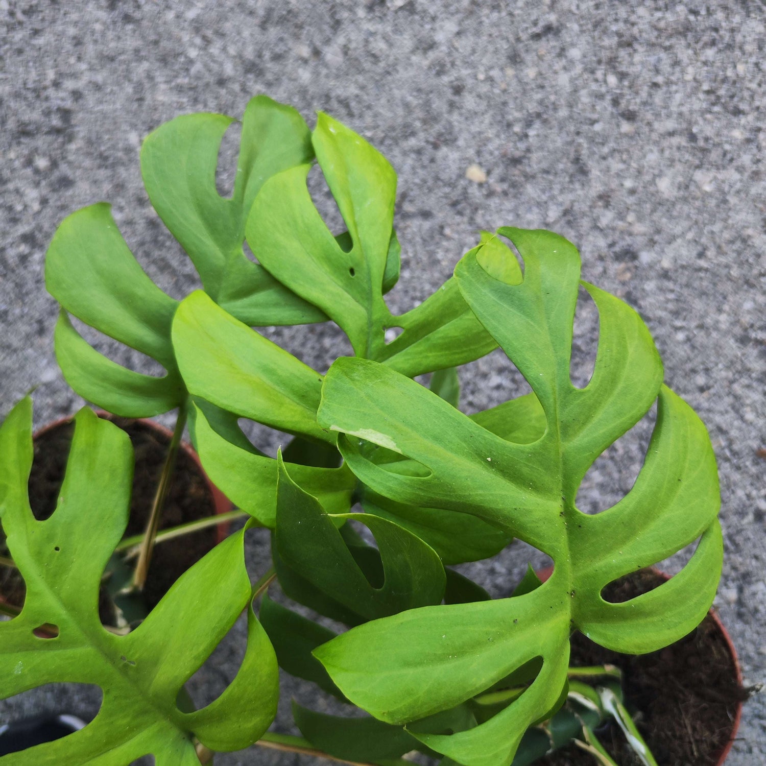 Rhaphidophora Tetrasperma Goldrush
