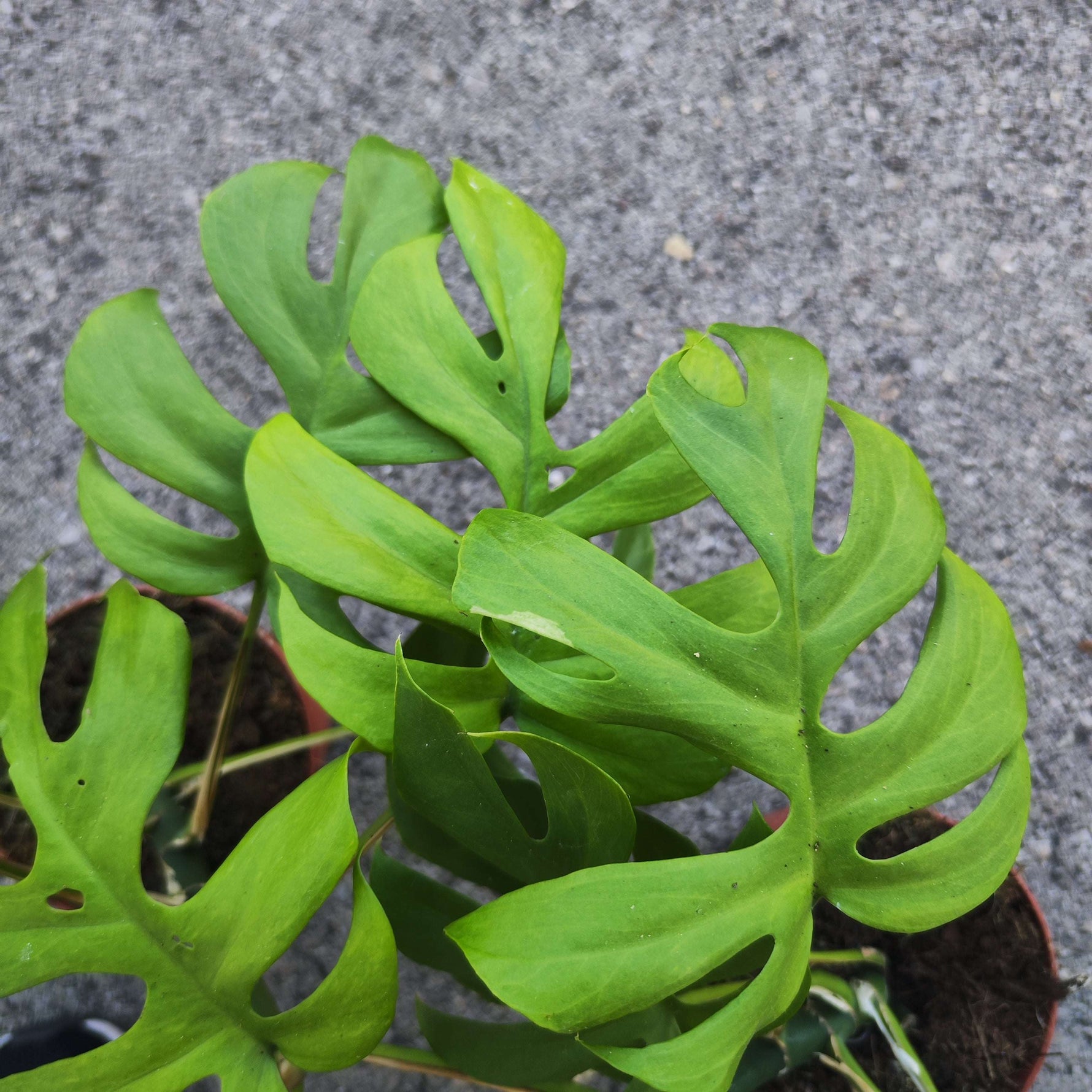 Rhaphidophora Tetrasperma Goldrush