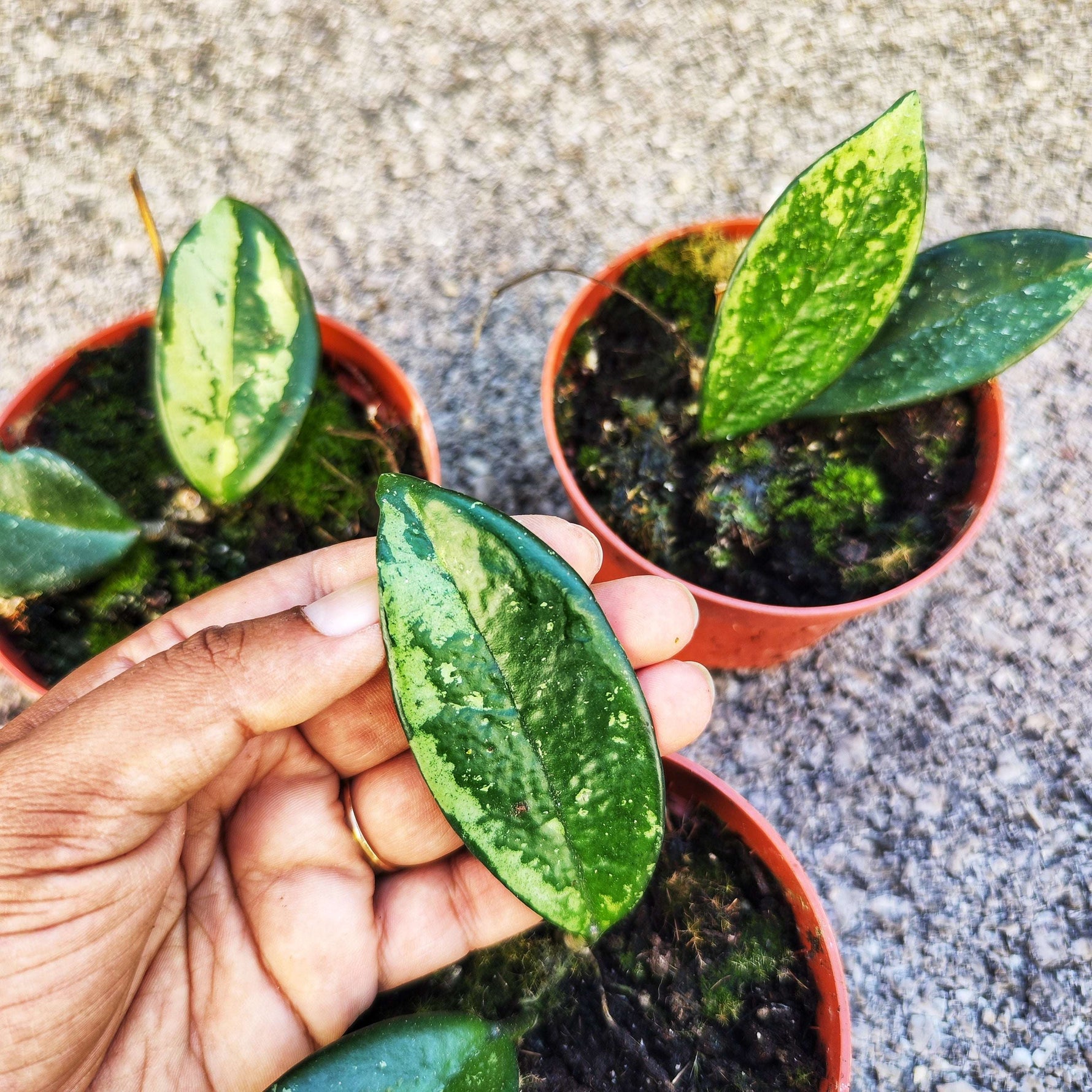 Hoya Silver Moon 'REVERTED'
