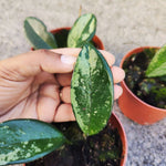 Hoya Silver Moon 'REVERTED'