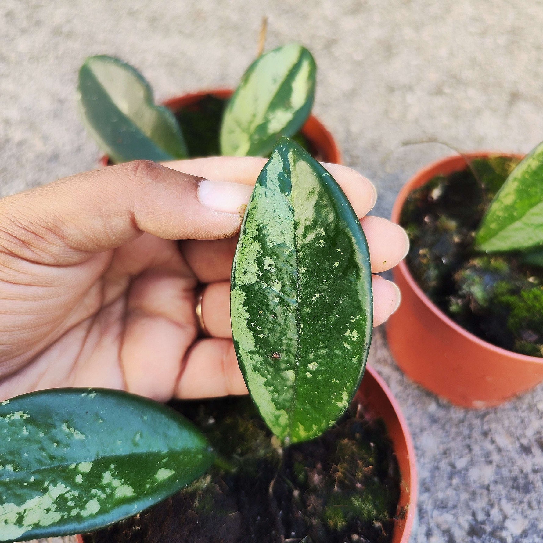 Hoya Silver Moon 'REVERTED'