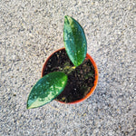 Hoya Silver Moon 'REVERTED'