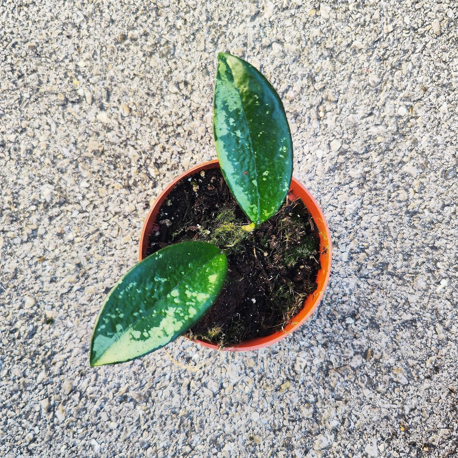Hoya Silver Moon 'REVERTED'