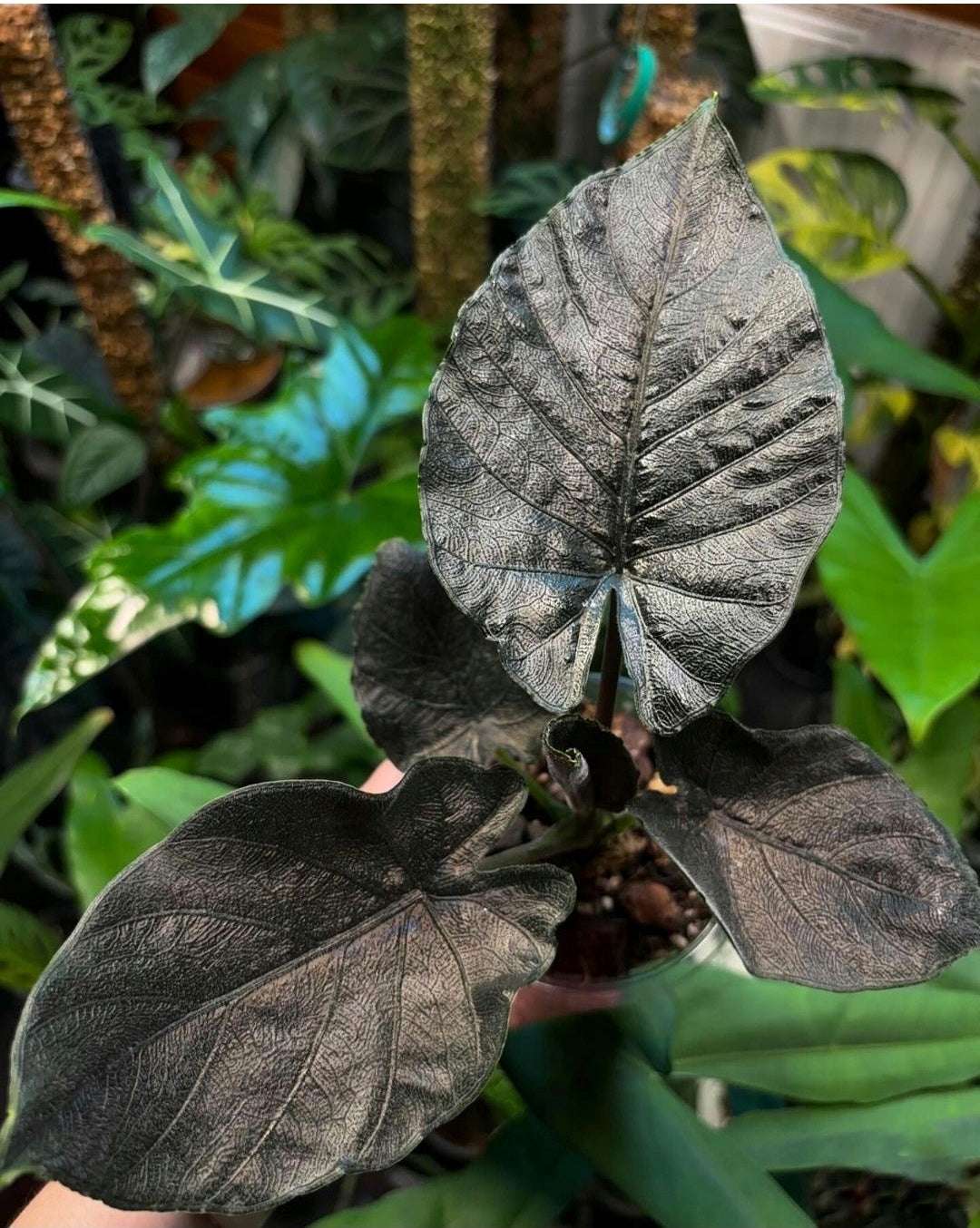 Alocasia Antoro Velvet monjungle