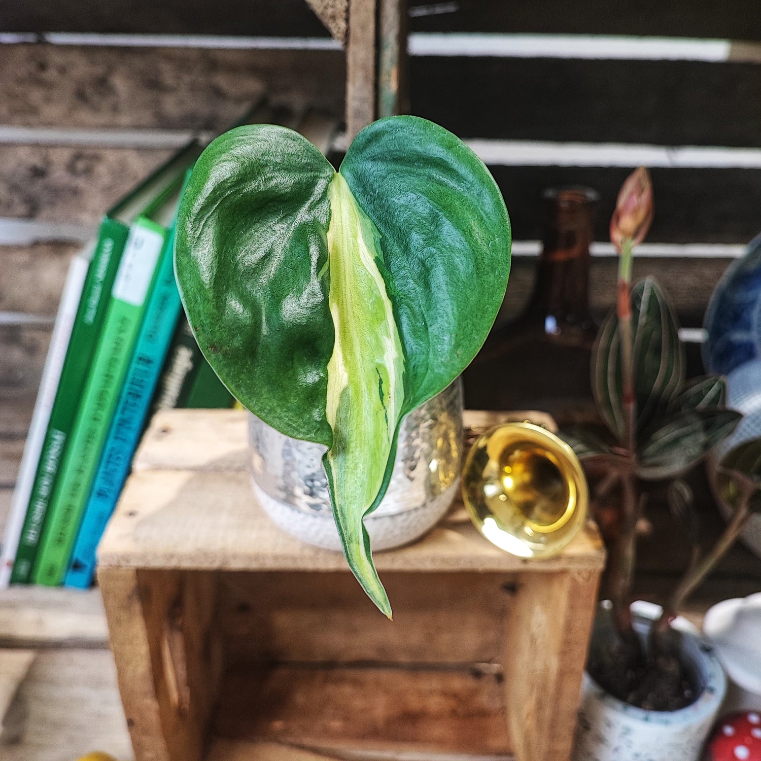 Philodendron CREAM SPLASH, bouture enracinée en terre