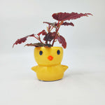 Cache Pot Poussin