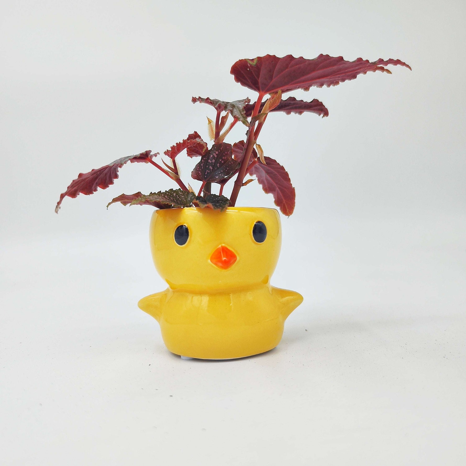 Cache Pot Poussin