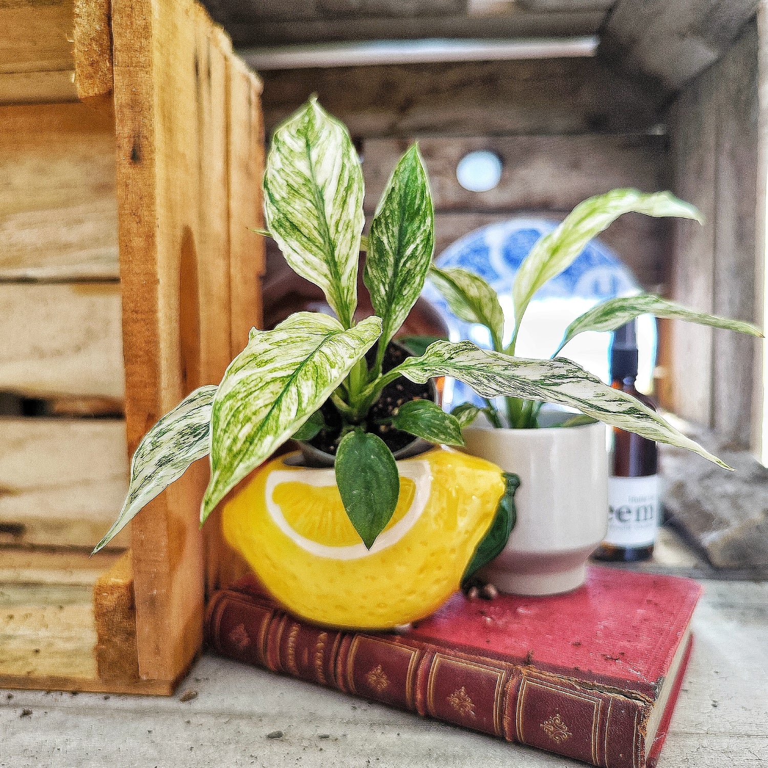 Spathiphyllum Sensation Variegated