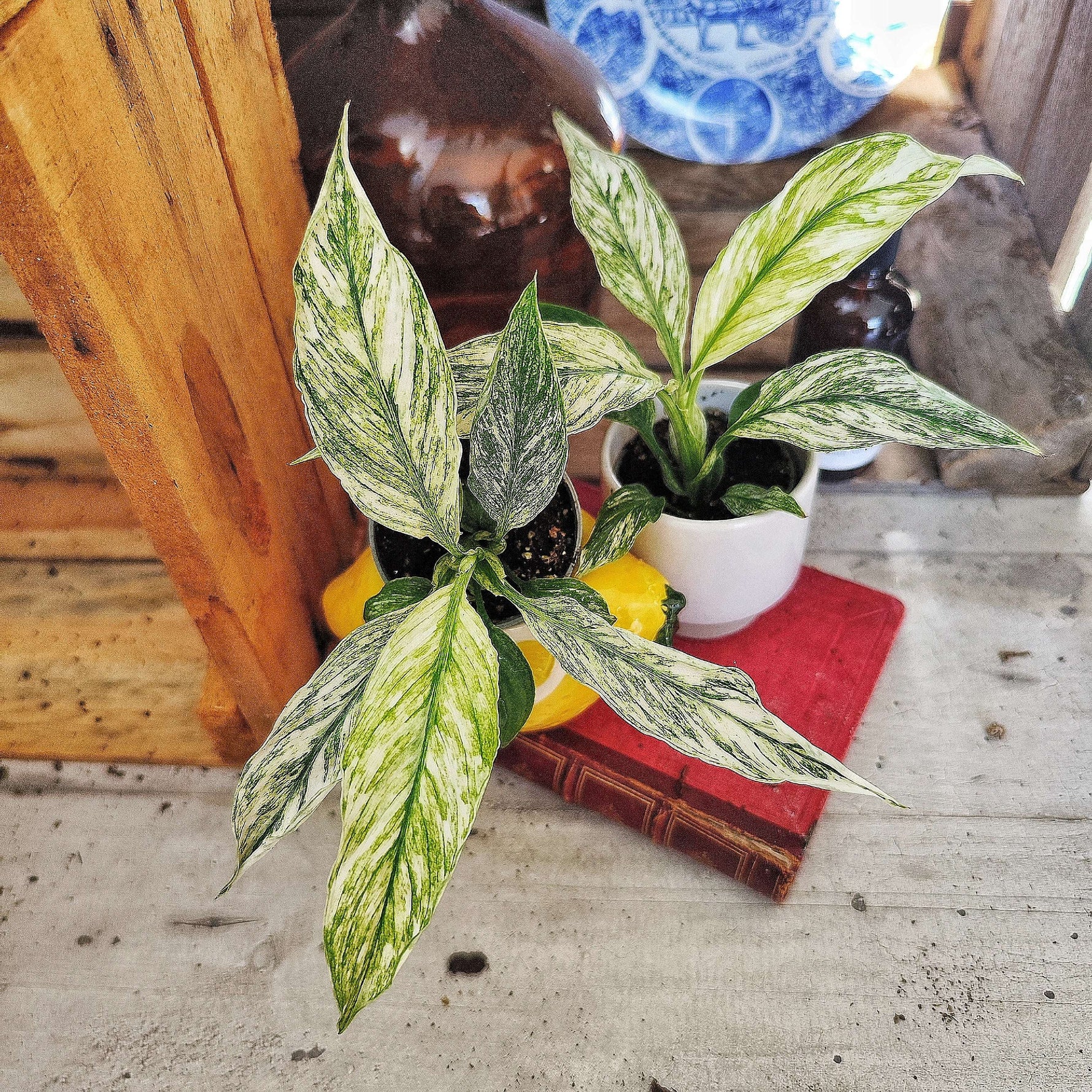 Spathiphyllum Sensation Variegated - monjungle