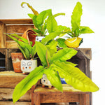 Philodendron Golden Crocodile