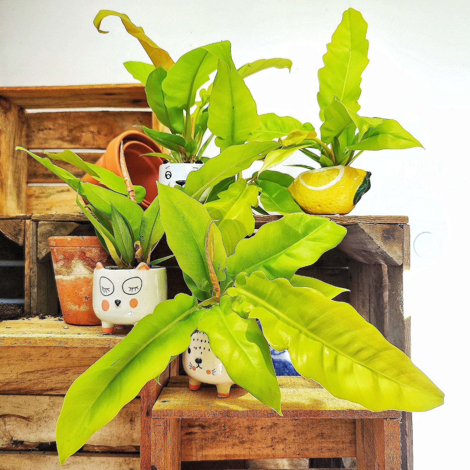 Philodendron Golden Crocodile