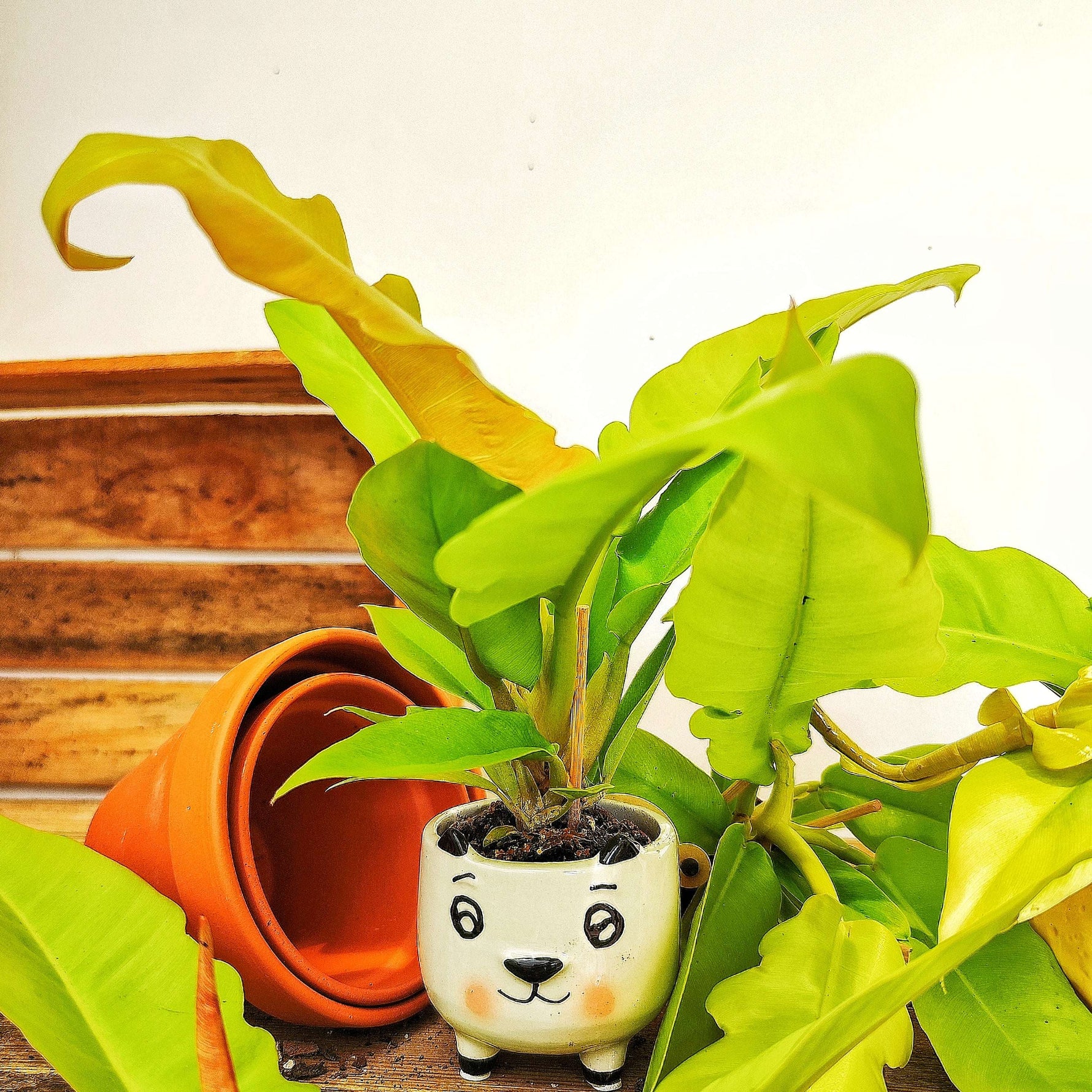 Philodendron Golden Crocodile