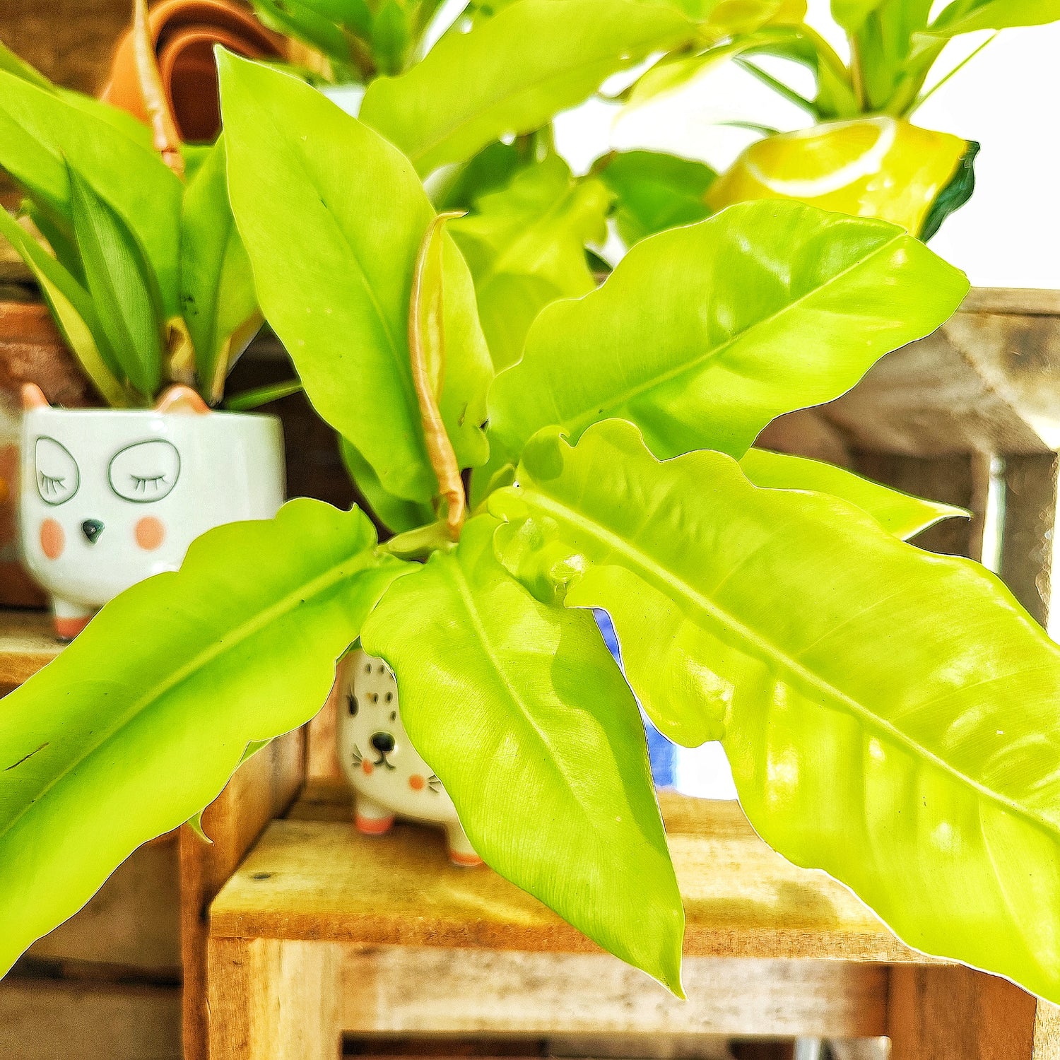 Philodendron Golden Crocodile – Rare and Bright Tropical Plant