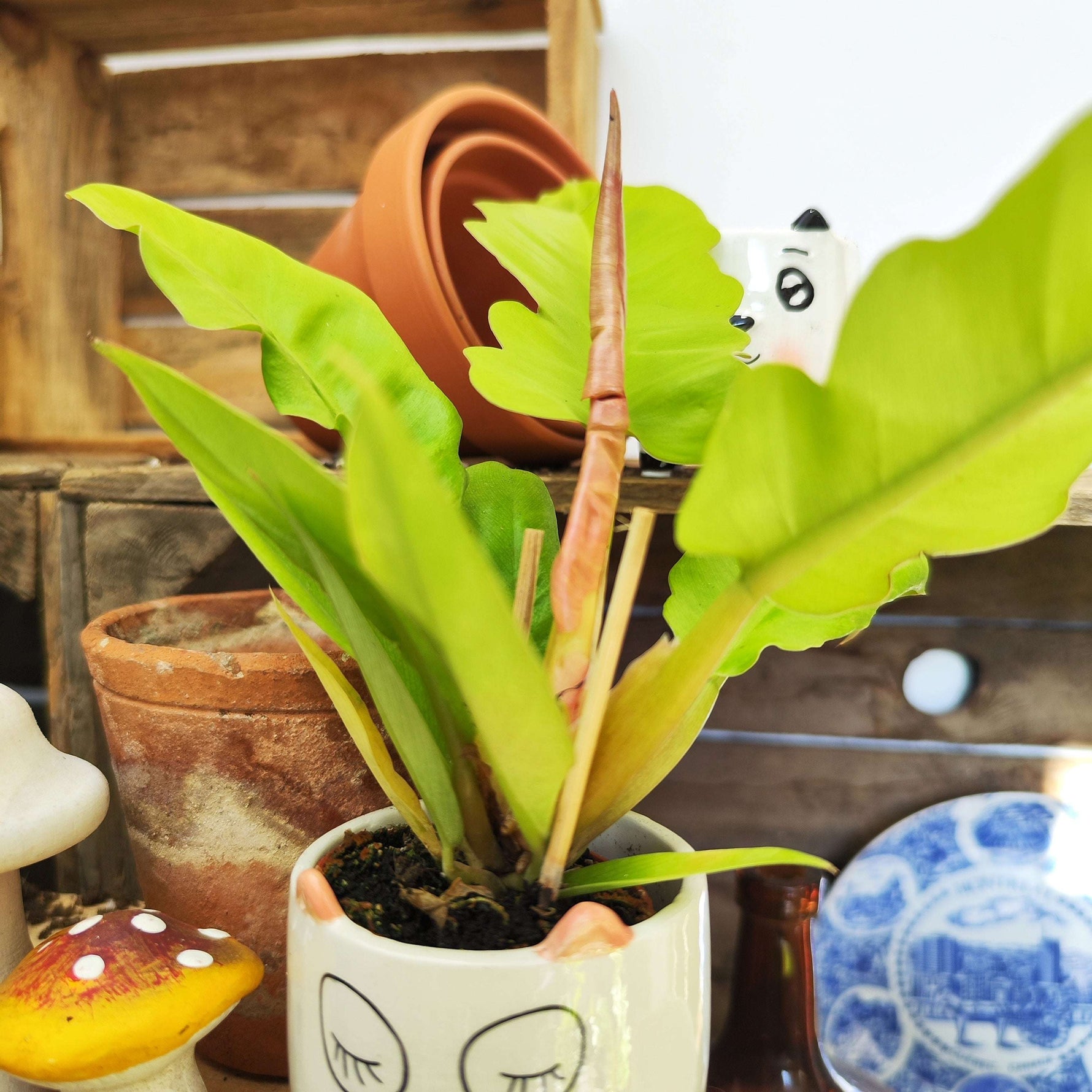 Philodendron Golden Crocodile