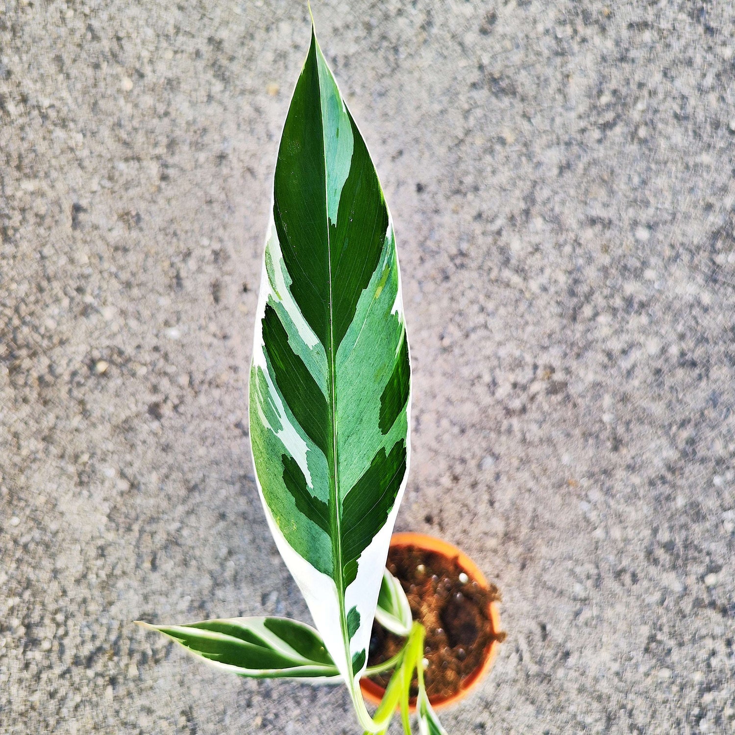 Musa Florida Variegated