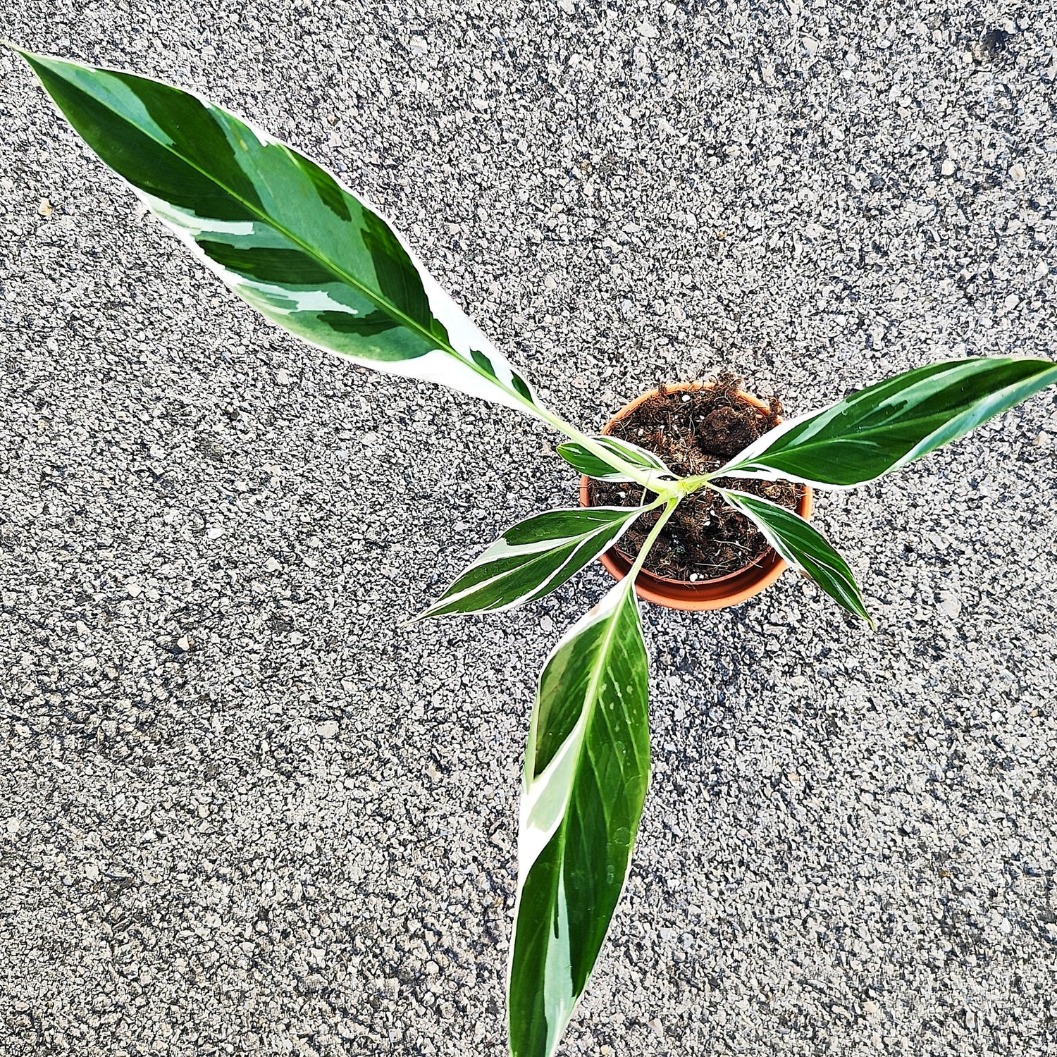 Musa Florida Variegated – Bananier panaché rare et tropical