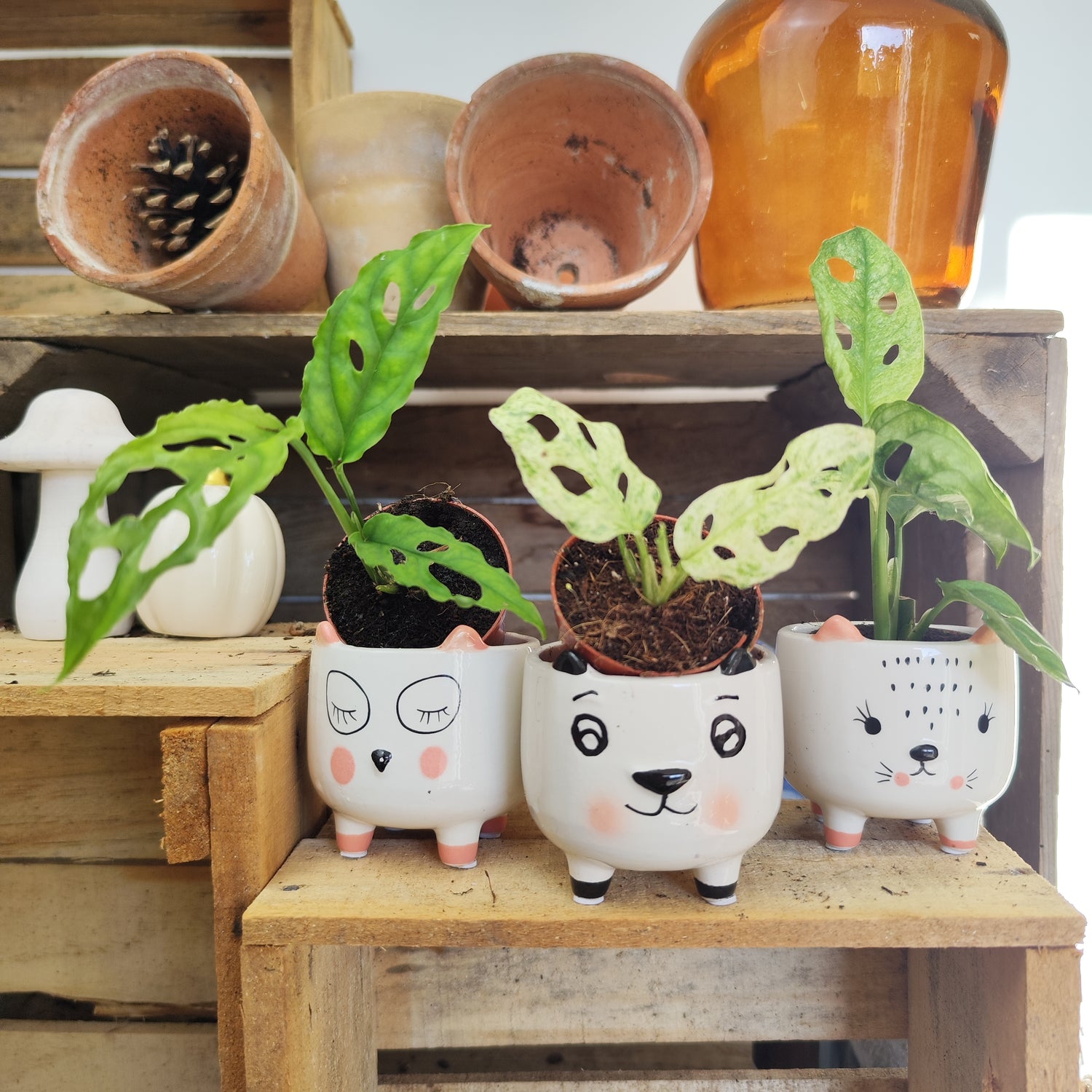 Seltenes Monstera-Los – Frozen Freckles, Indonesische Minze &amp; Obliqua Peru