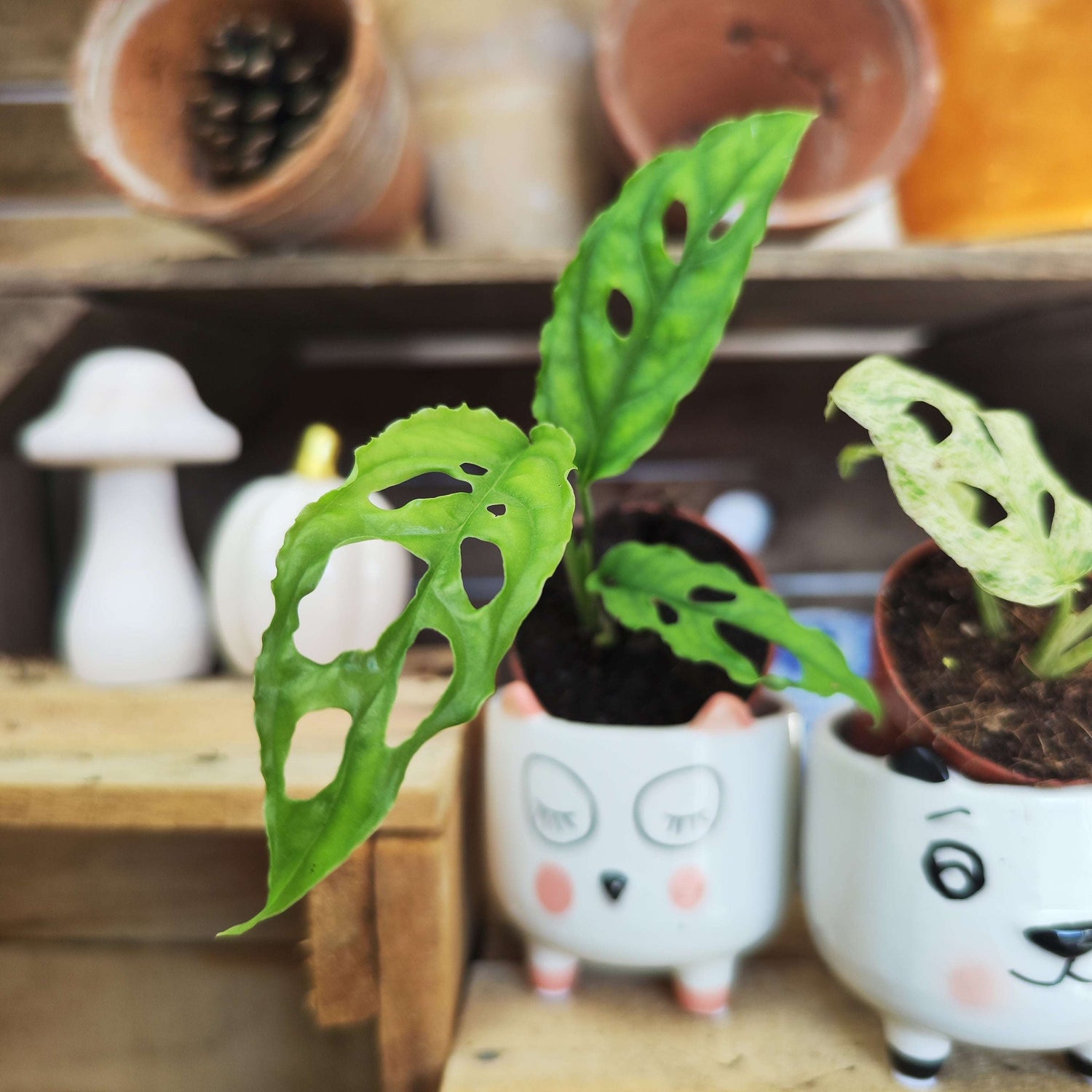 Lot de Monstera rares – Frozen Freckles, Indonesian Mint & Obliqua Peru - monjungle