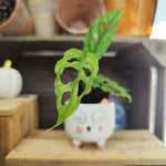 Lot de Monstera rares – Frozen Freckles, Indonesian Mint & Obliqua Peru - monjungle