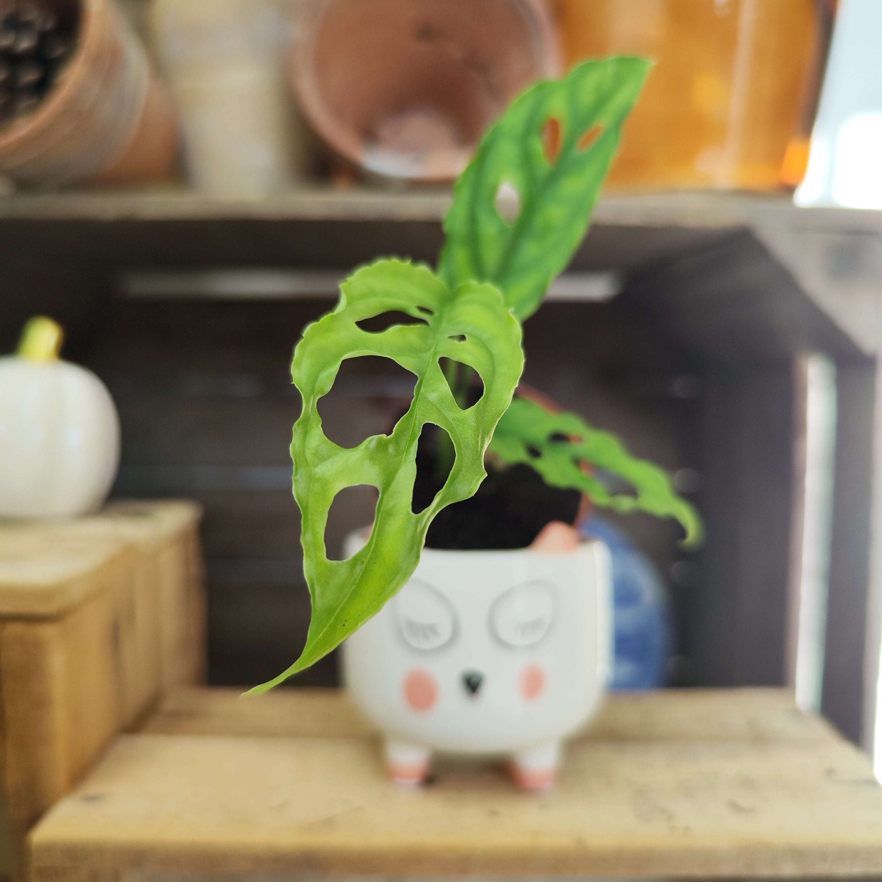 Lot de Monstera rares – Frozen Freckles, Indonesian Mint & Obliqua Peru - monjungle