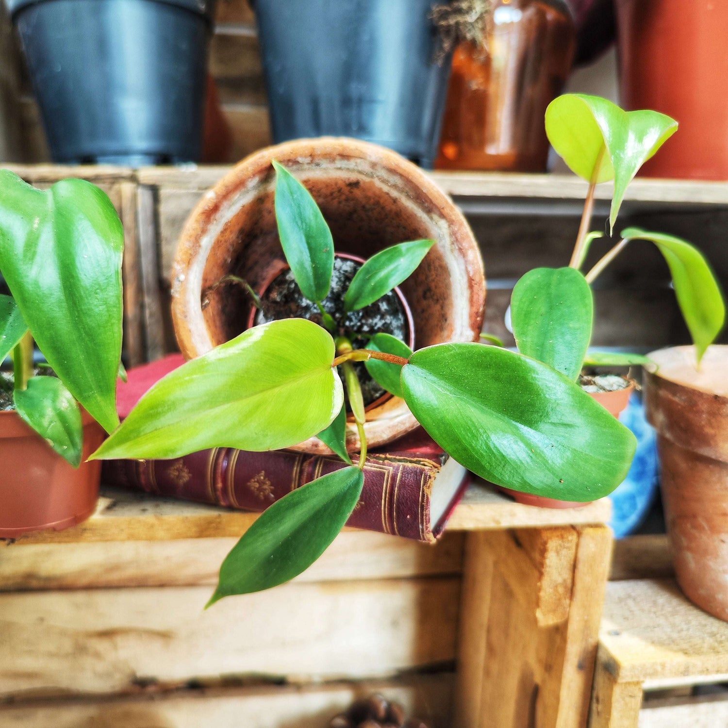 Philodendron Joepii pot 6 cm