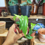 Philodendron Joepii pot 6 cm