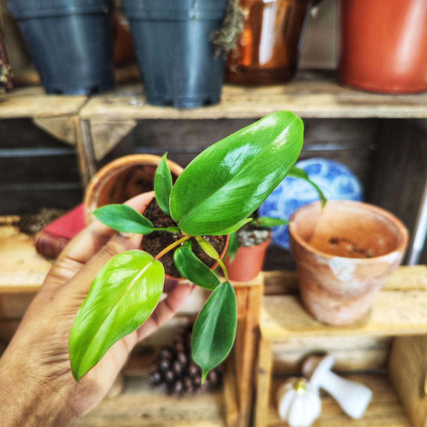 Philodendron Joepii pot 6 cm