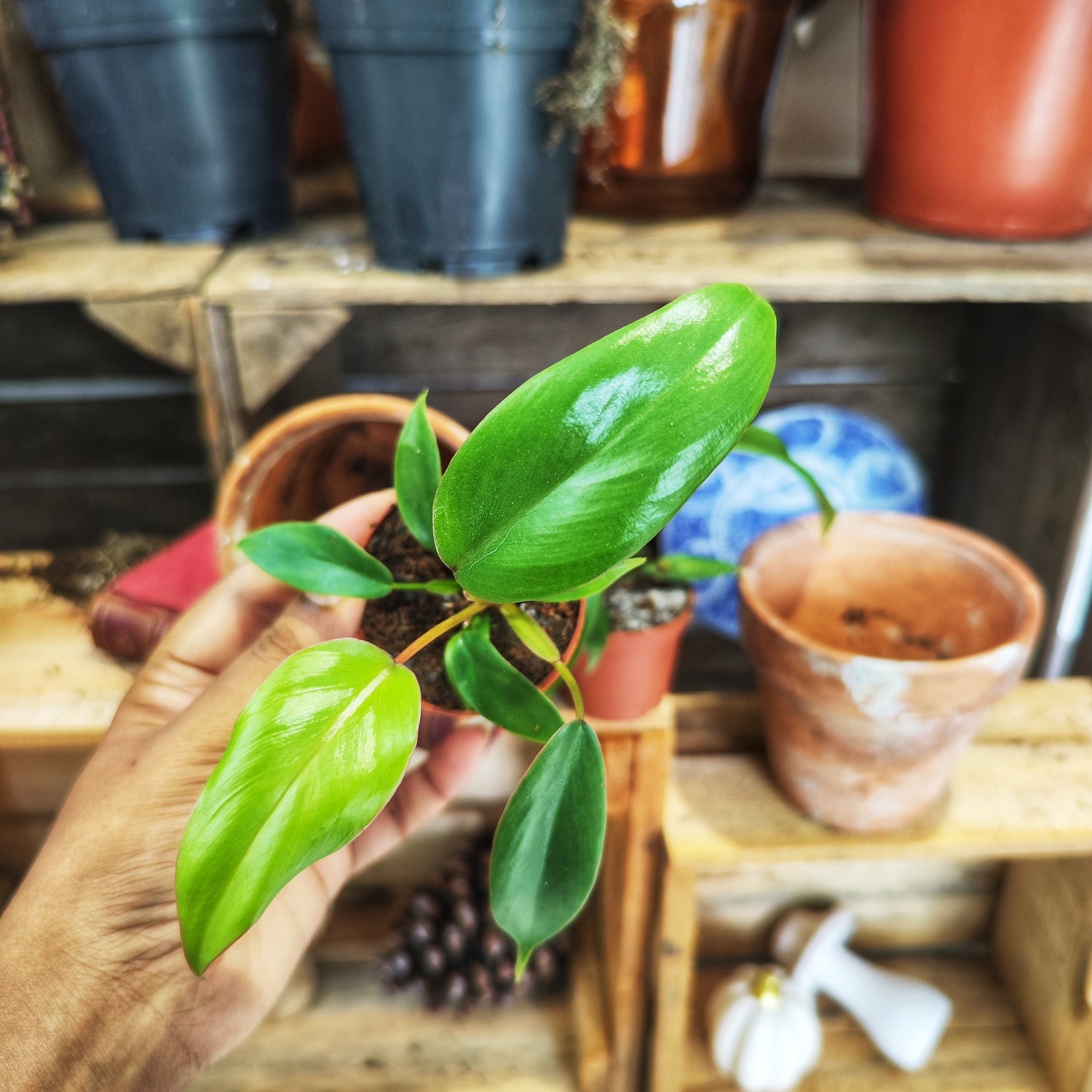 Philodendron Joepii pot 6 cm