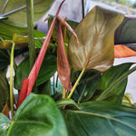 Philodendron Summer Glory (L) - monjungle