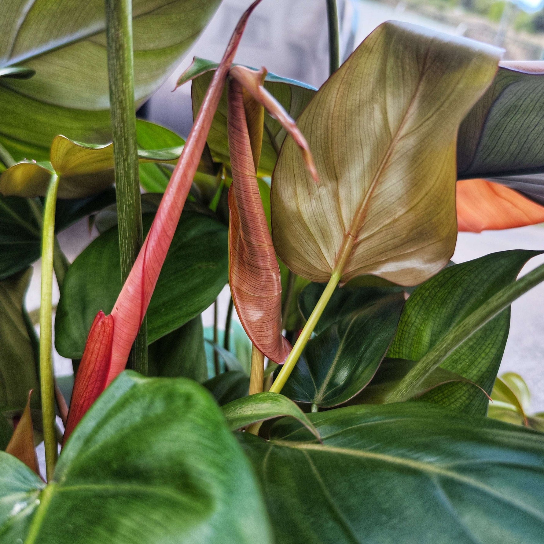 Philodendron Summer Glory (L) - monjungle