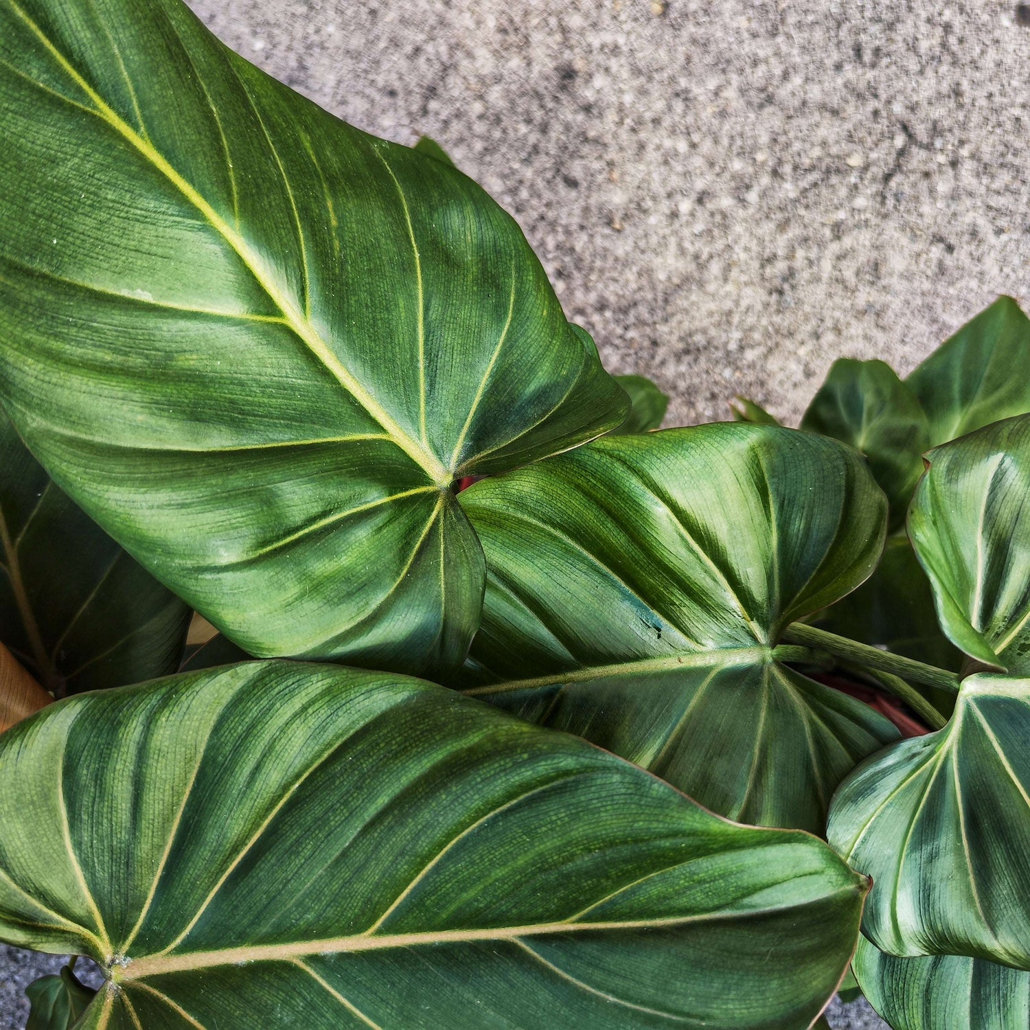 Philodendron Summer Glory (L) - monjungle