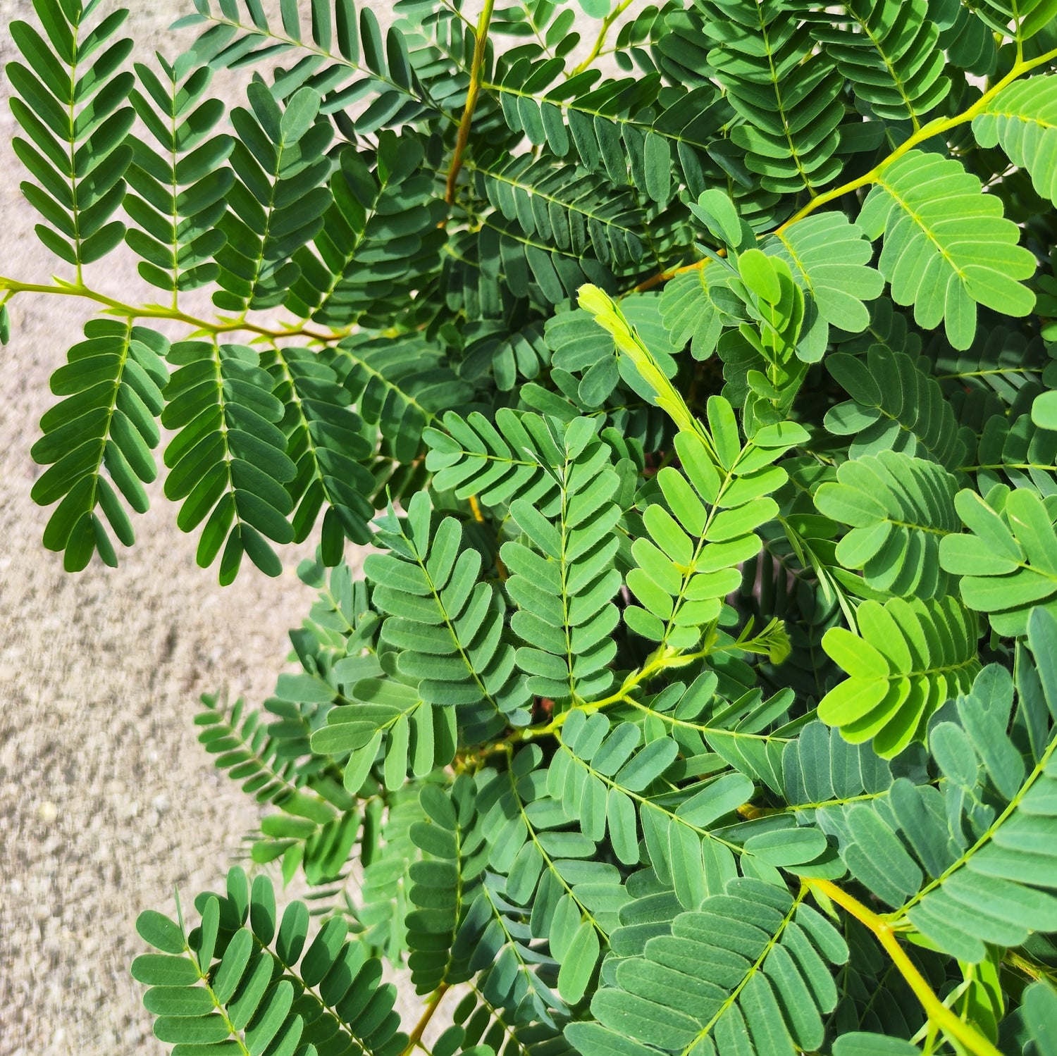 Tamarinier Tamarindus indica - monjungle