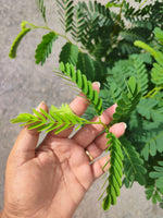 Tamarinier Tamarindus indica - monjungle