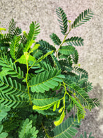 Tamarinier Tamarindus indica - monjungle