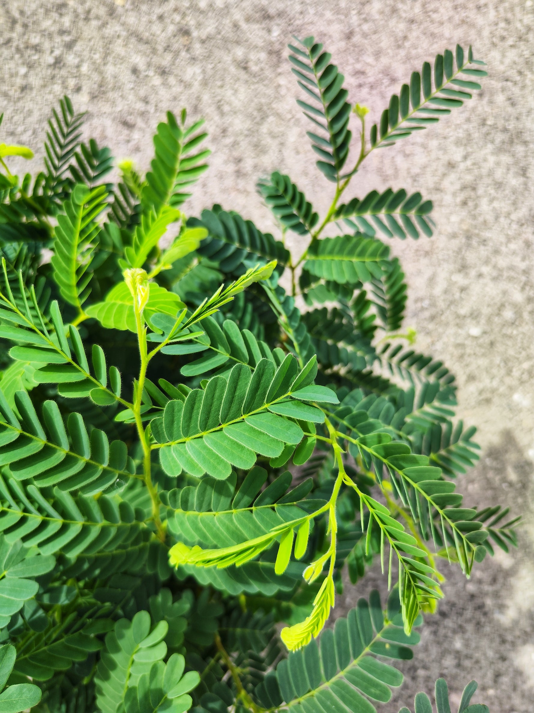 Tamarinier Tamarindus indica - monjungle