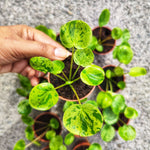 Pilea Peperomioides Mojito (S) - monjungle