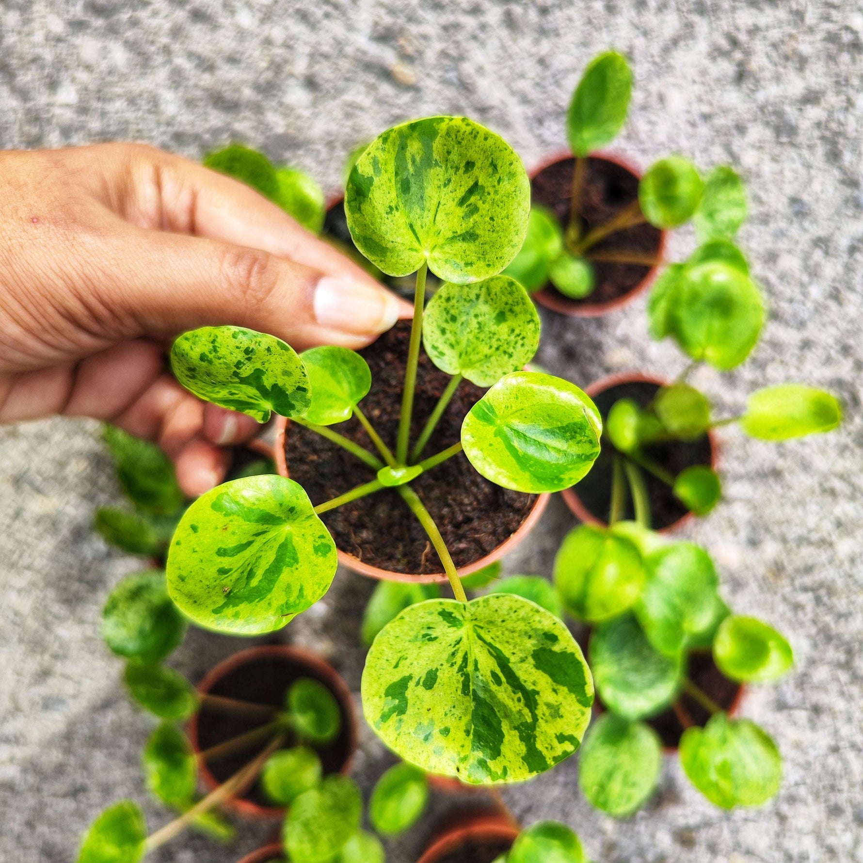 Pilea Peperomioides Mojito (S) - monjungle