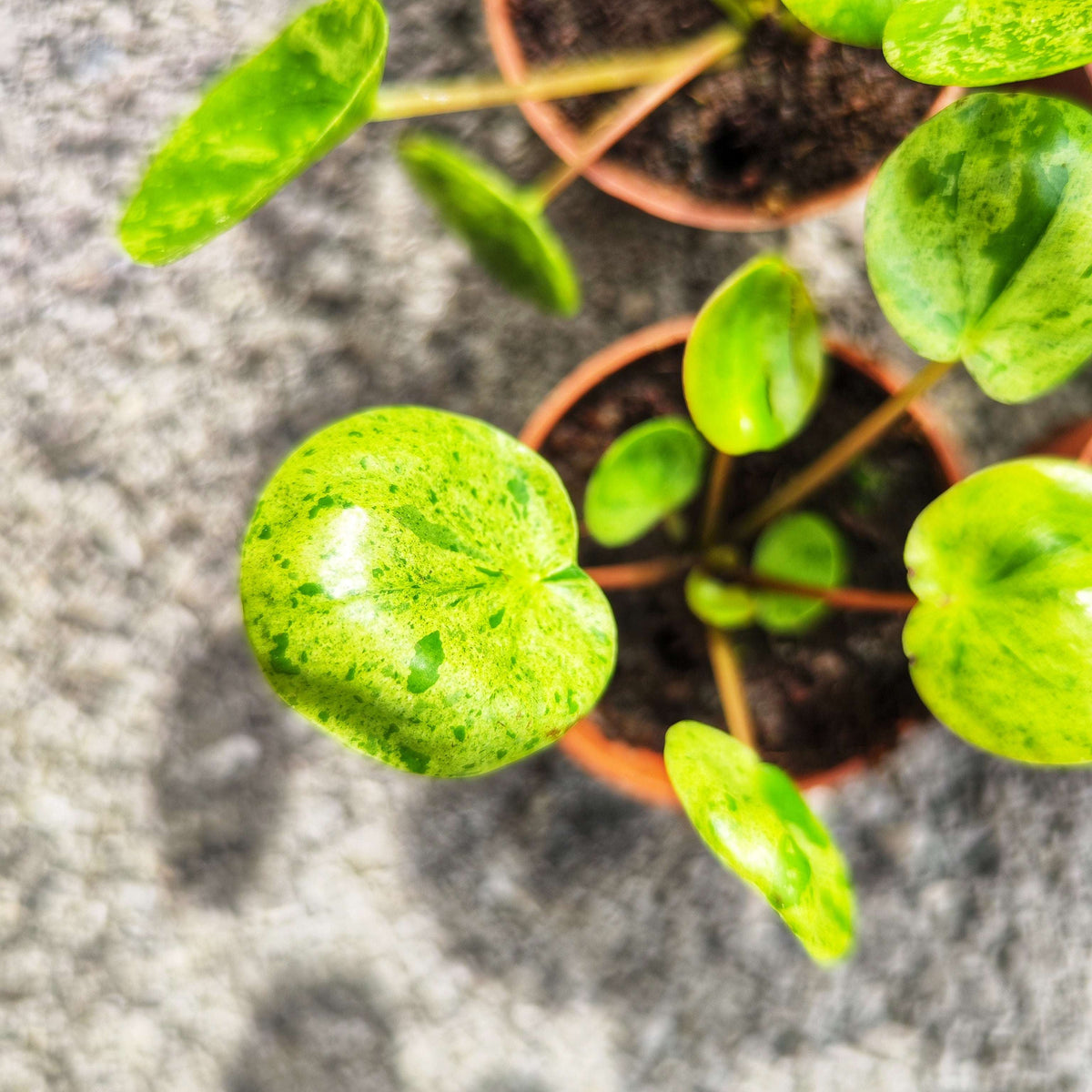 Pilea Peperomioides Mojito (S) - monjungle
