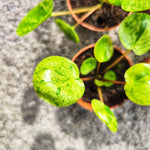 Pilea Peperomioides Mojito (S) - monjungle